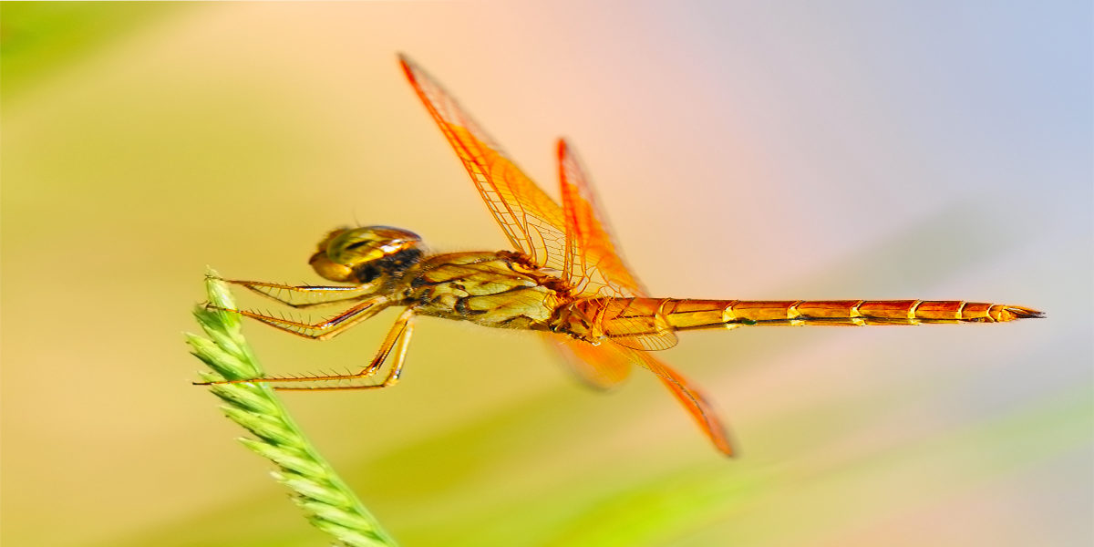 Dragonflies and Feng Shui - Feng Shui Institute of America